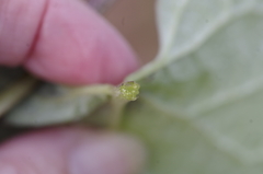 Arctium minus