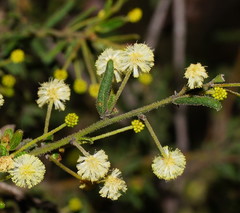 Acacia aspera