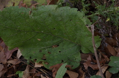 Arctium minus