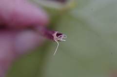Arctium minus