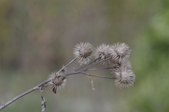 Arctium minus