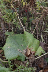 Arctium minus