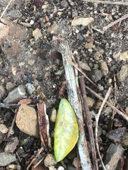 Acromyrmex octospinosus