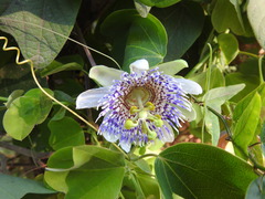 Passiflora elegans