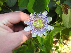 Passiflora elegans