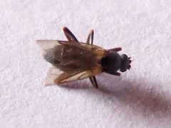 Triphleba trinervis