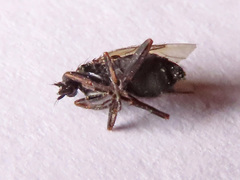 Triphleba trinervis