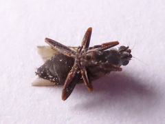 Triphleba trinervis