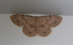 Scopula luridata