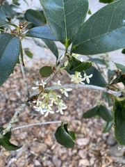 Osmanthus