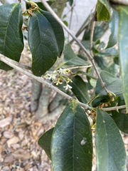 Osmanthus