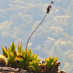 Agave mitis