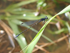 Argia pulla