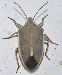 Brachynema germarii