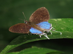 Drupadia ravindra moorei