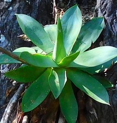 Agave mitis