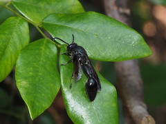 Calligaster himalayensis
