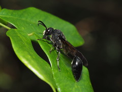 Calligaster himalayensis