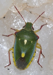 Brachynema purpureomarginatum triguttatum