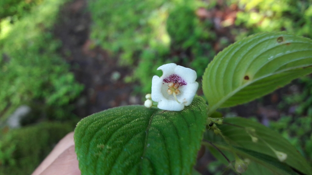 Leptoboea multiflora (Leptoboea multiflora)