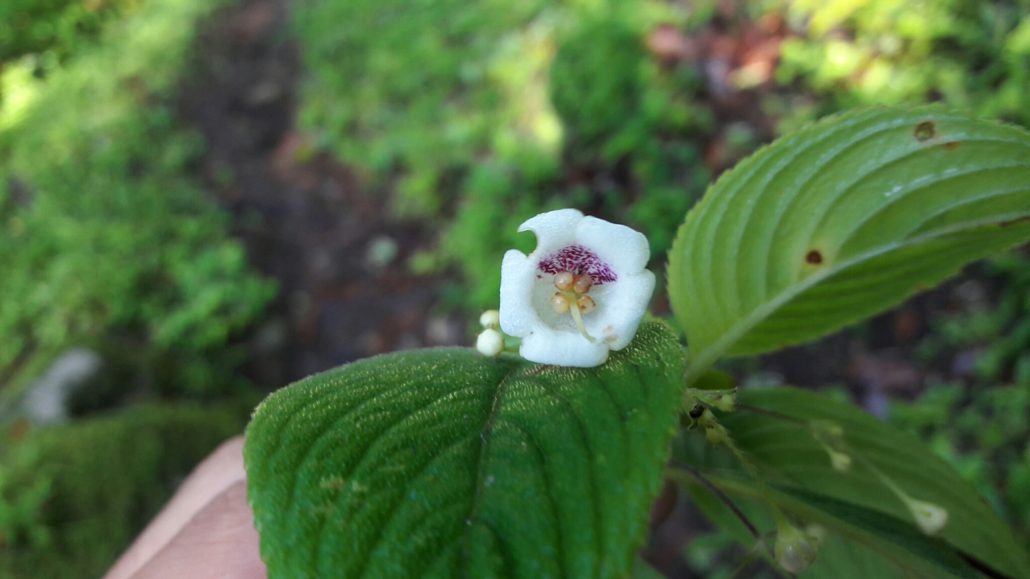 Leptoboea