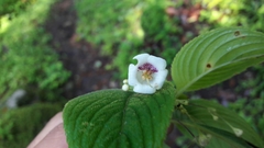 Leptoboea multiflora