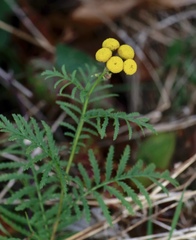 Tanacetum vulgare