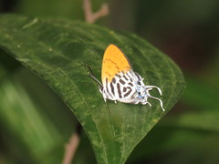Drupadia ravindra moorei