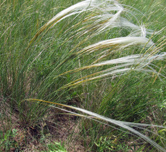Stipa dasyphylla