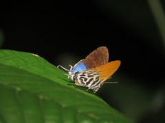 Drupadia ravindra moorei