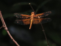Camacinia gigantea