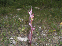 Bilamellaria