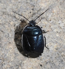 Canthophorus melanopterus
