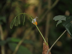 Drupadia ravindra moorei