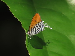 Drupadia ravindra moorei
