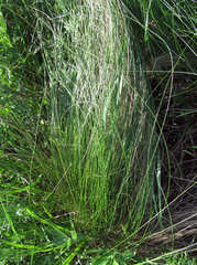 Stipa tirsa
