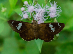 Celaenorrhinus putra