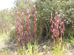 Bilamellaria
