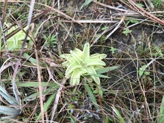 Pinguicula lutea