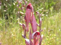Bilamellaria