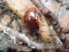 Parcoblatta virginica