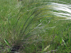 Stipa dasyphylla