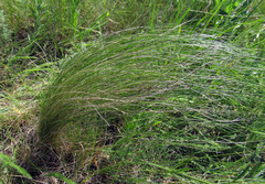 Stipa tirsa