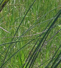 Stipa dasyphylla