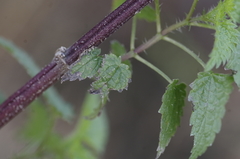 Urtica dioica