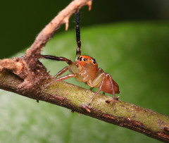 Prostheclina pallida