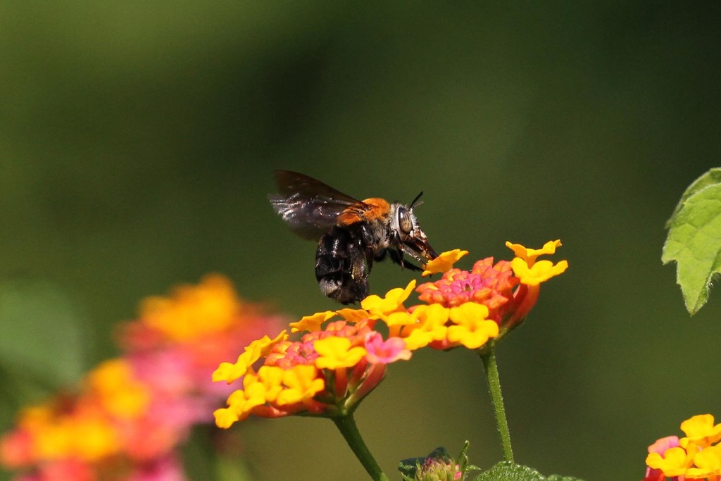 Busy Banded Digger Bee