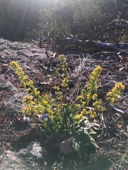 Solidago simulans