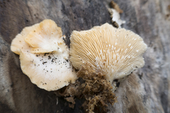 Pleurotus djamor roseus