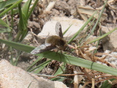 Bombylius fimbriatus